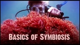 Symbiosis Mutualism Commensalism and Parasitism [upl. by Mallin]