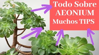 Todo Sobre Aeonium Arboreum TIPS Cuidados Y Reproducción [upl. by Kimon]