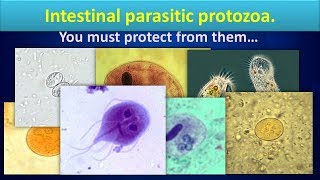 Intestinal parasitic protozoaClear overview [upl. by Gorrian]