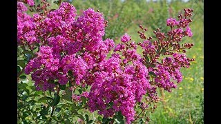 TOUT SAVOIR SUR LE LILAS D’ÉTÉ ET BIEN LE TAILLER Lagerstroemia [upl. by Lee400]